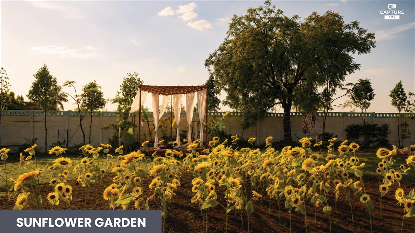 Sunflower Garden